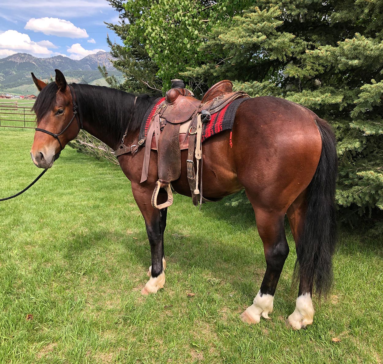 Ranch Geldings For Sale Foals Flying R Livestock